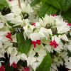 Clerodendrum thompsoniae - white bell of sepal surrounding a deep red trumpet of petals