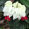 Clerodendrum Thompsoniae - Bleeding Heart Vine - with pink and white sepals and deep red flower