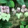 Clerodendrum thompsoniae - the pink and white sepals remain after the flowers have fallen