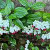 Clerodendrum thompsoniae - vigorous climber that needs sturdy support