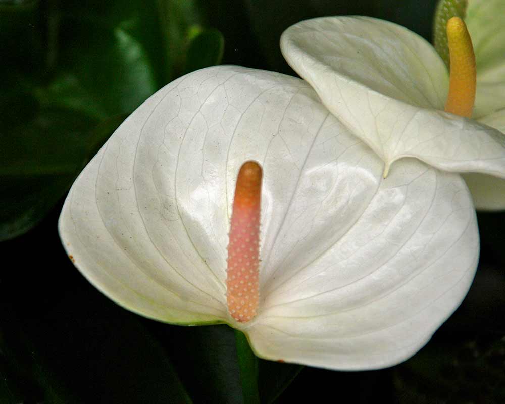 Anthurium andreanum Sumi