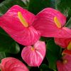 Anthurium andreanum Alabama Pink