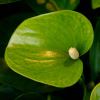 Anthurium andreanum  - a green one called Absolute Anthurium