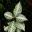 Aphelandra squarrosa - Zebra Plant