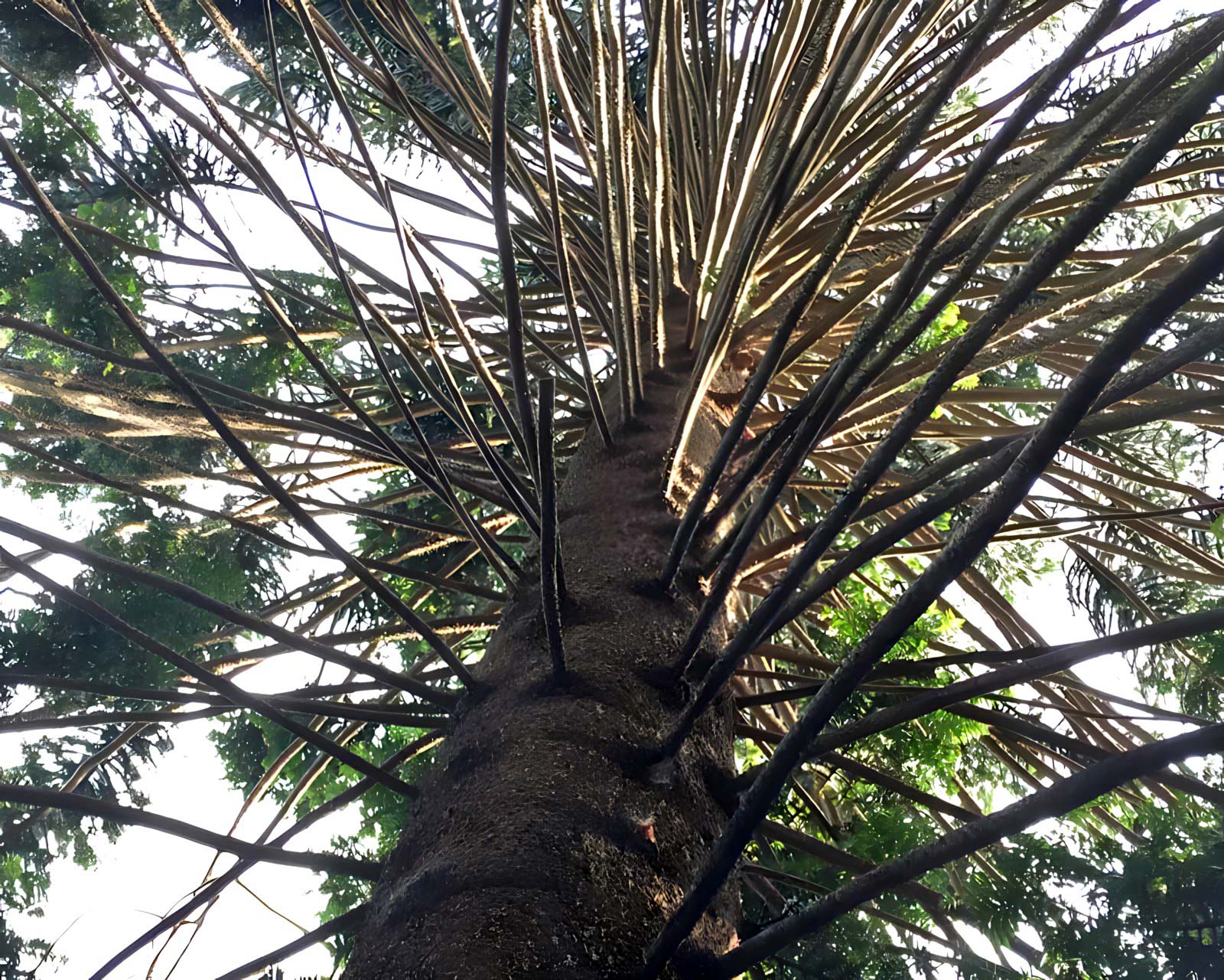 Araucaria bidwillii, Bunya Bunya Pine - whorls of radiating branches