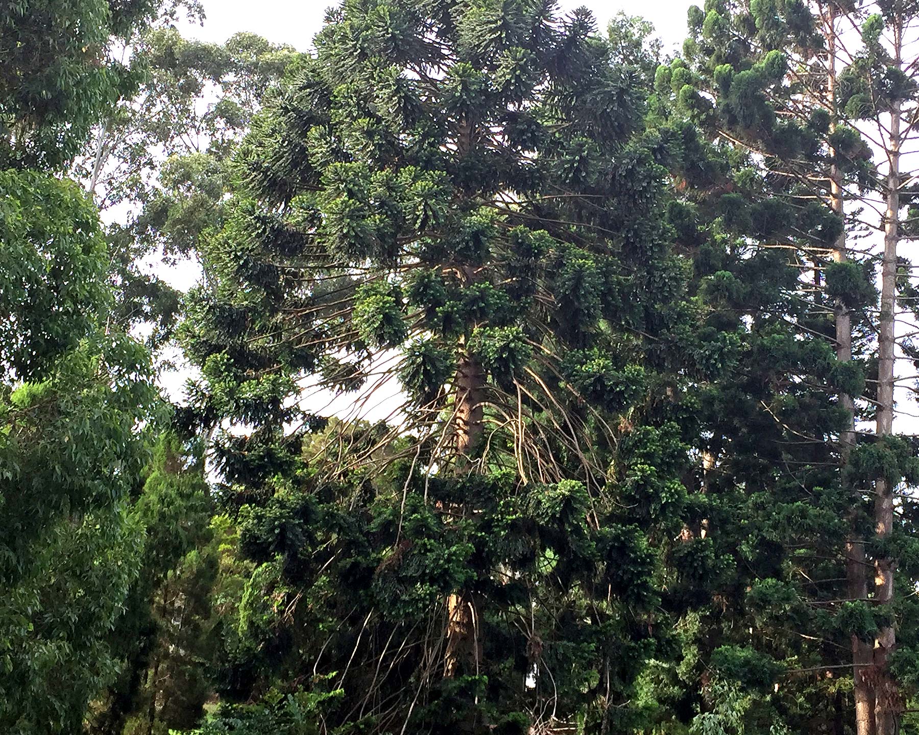 Araucaria bidwillii Bunya Bunya Pine - distinctive branching from trunk