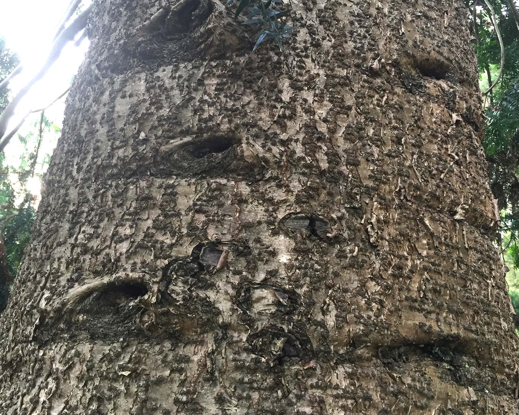 Araucaria bidwillii, Bunya Bunya Pine, bark