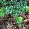 Araucaria bidwillii - Bunya Pine