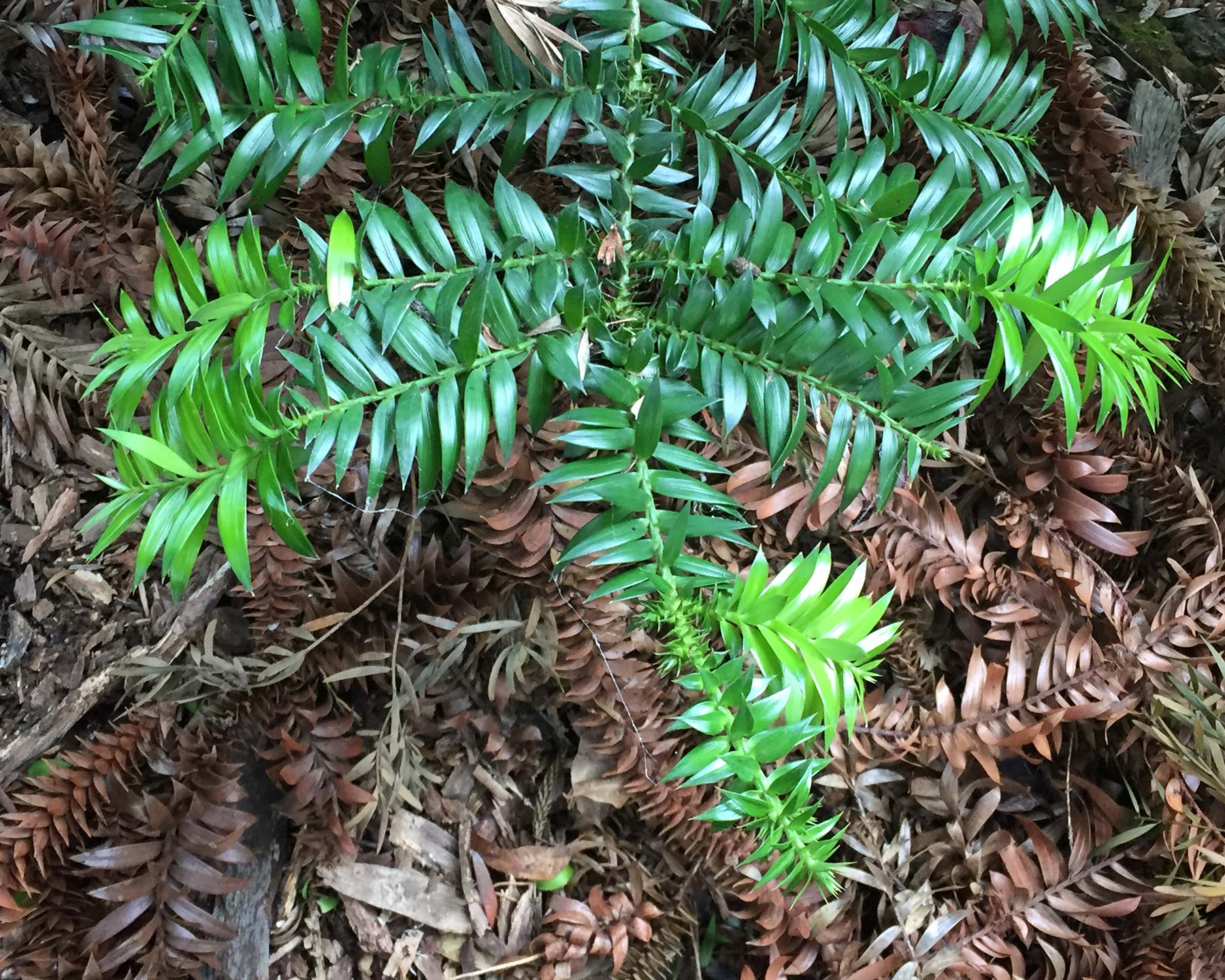 Araucaria bidwillii - Bunya Pine