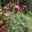 Artemisia x Powis Castle planted under roses to deter possums