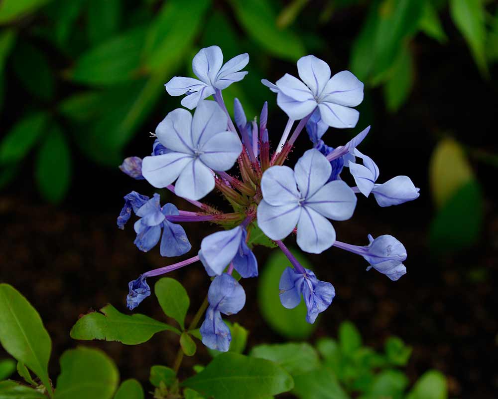 This is the Royal Cape hybrid of Plumbago auriculata - a more delicate and pale blue flower.