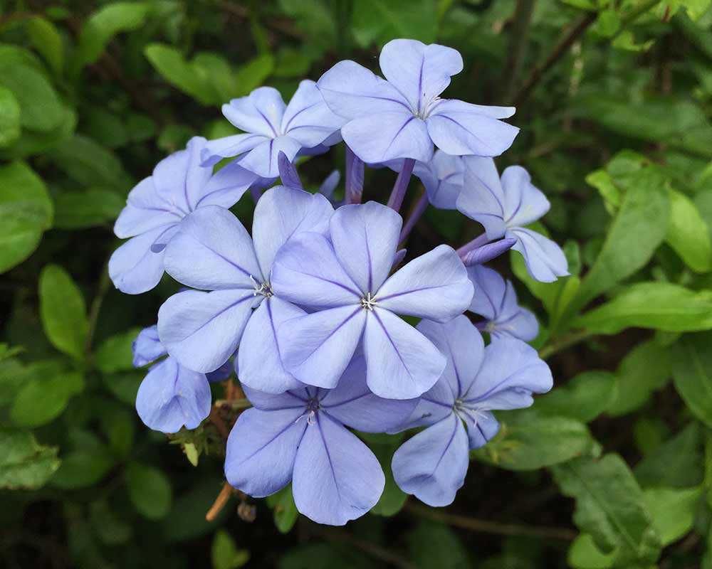 Plumbago auriculata Royal Cape has pale blue flowers