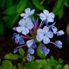 This is the Royal Cape hybrid of Plumbago auriculata - a more delicate and pale blue flower.