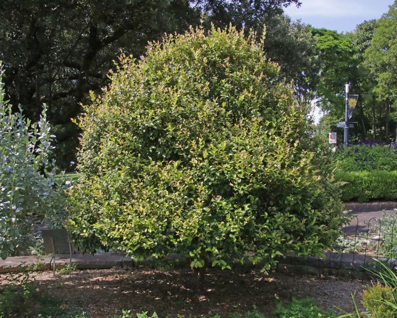 Backhousia myrtifolia, Cinnamon Myrtle