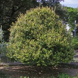 Backhousia myrtifolia 