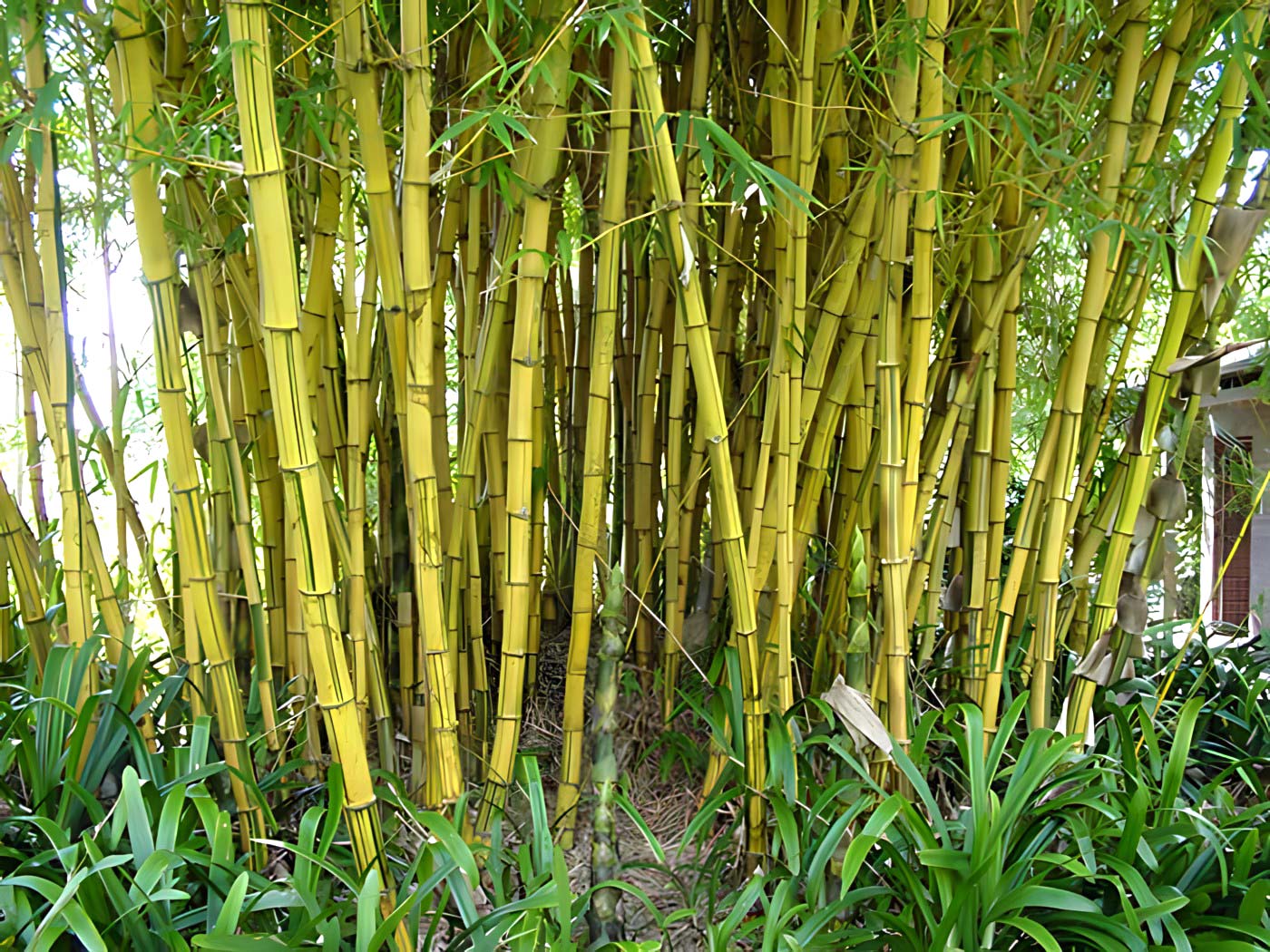 Bambusa multiplex, bamboo