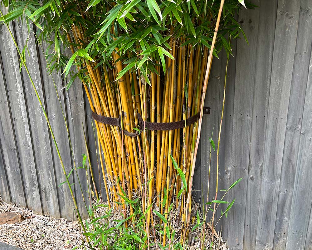 Bambusa multiplex. Bamboo