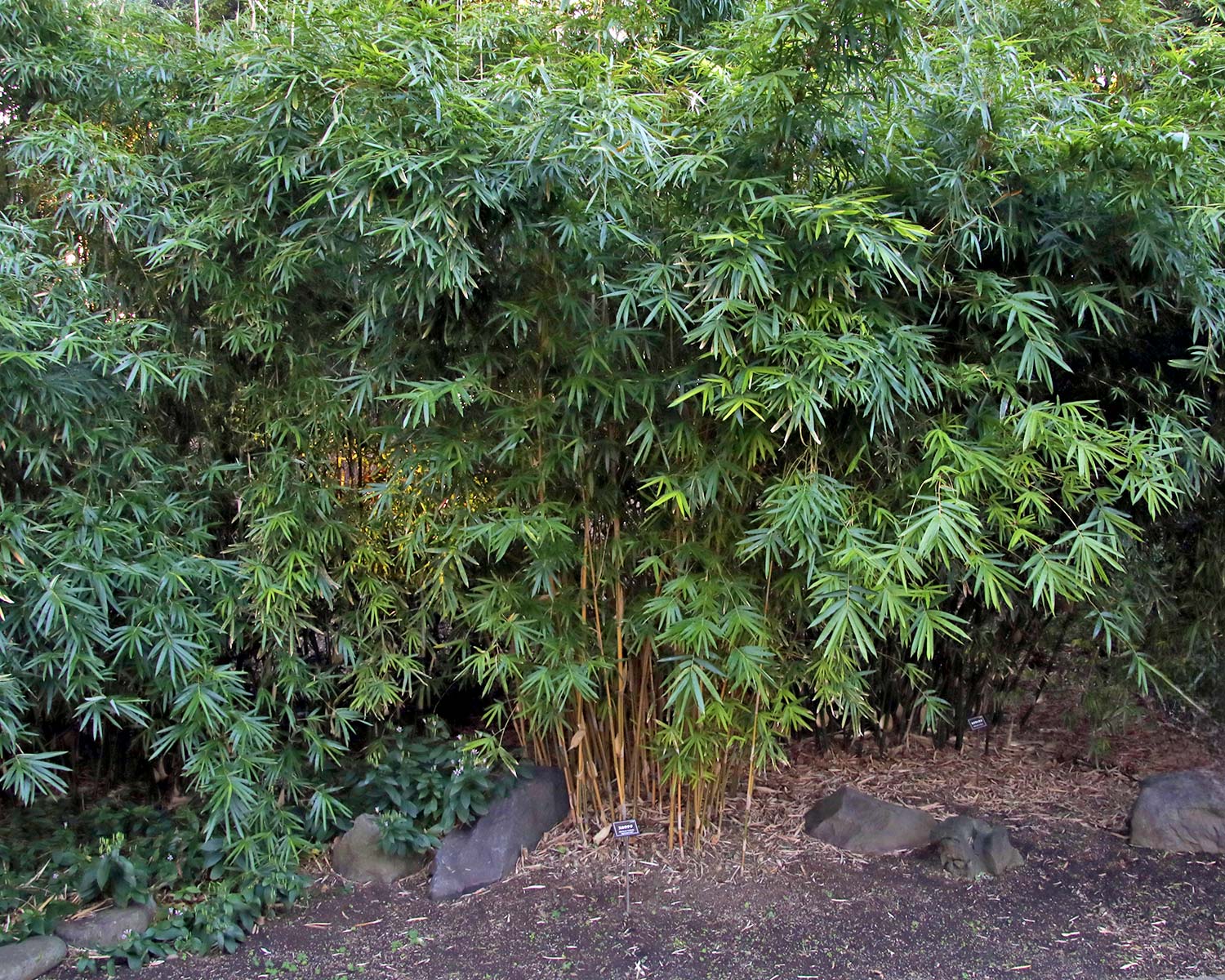 Bambusa ultiplex 'Alphonso Karri'