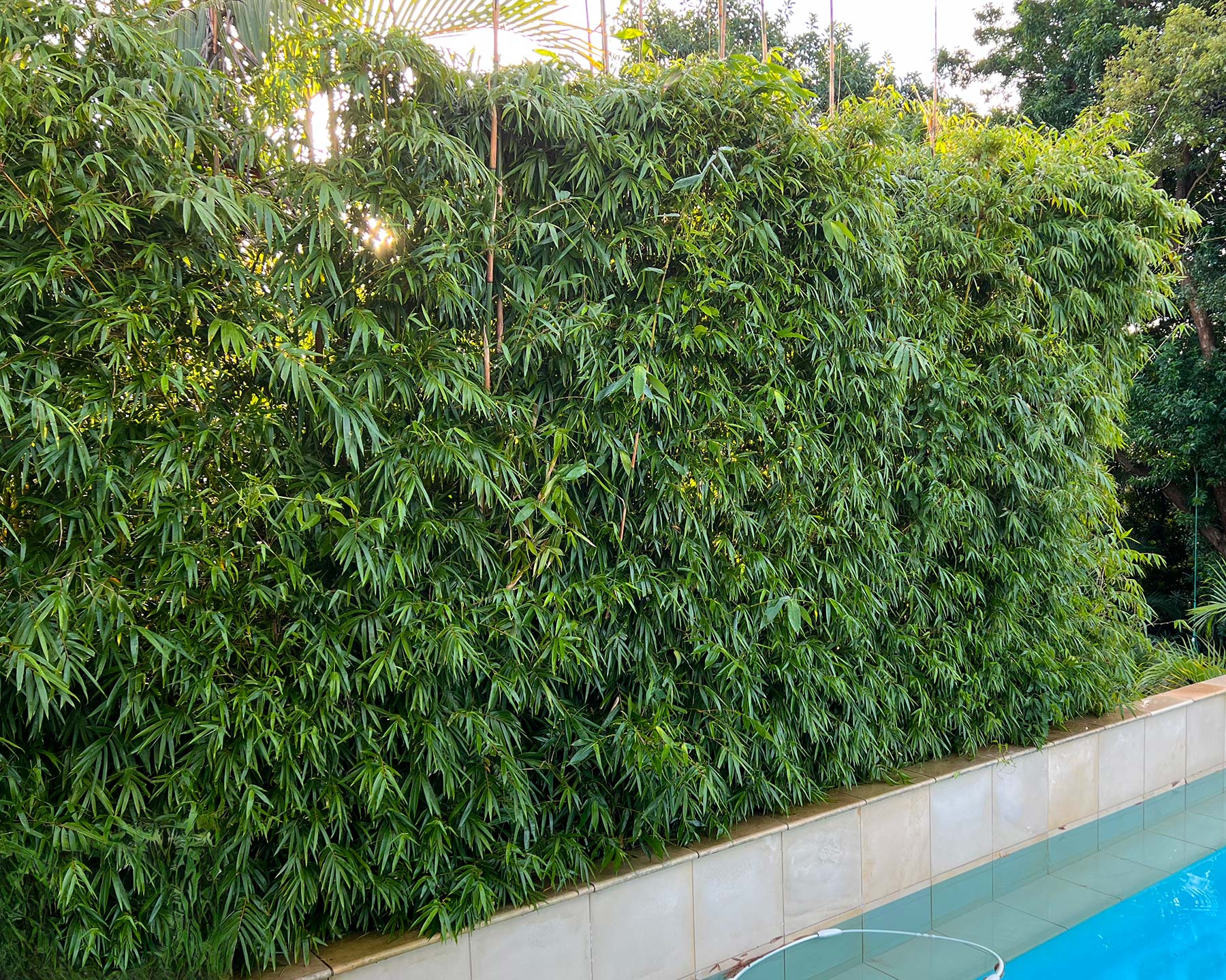 Bambusa multiplex - makes a great hedge