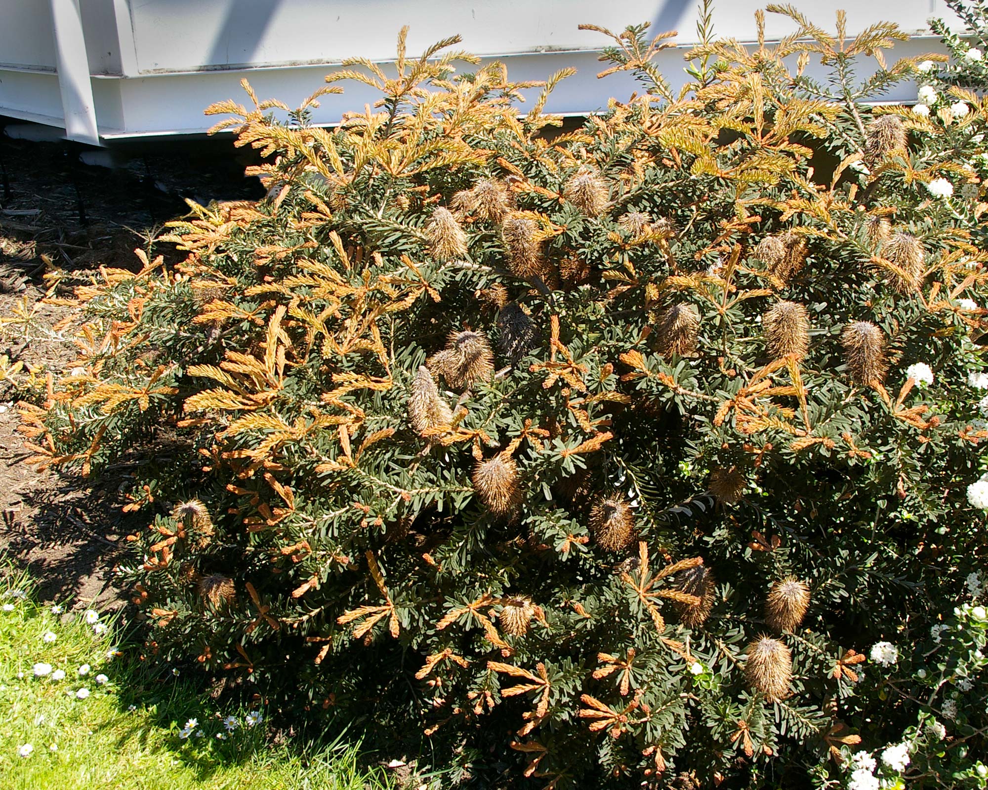 Banksia marginata 'Coastal Spread'- new spring growth