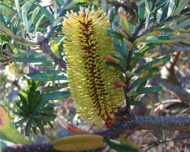 Banksia marginata.  Silver Banksia - photo Melburnian