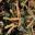 Banksia marginata - new leaf growth