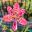 Iris domestica - leopard lily has pink petals with deep pink spots