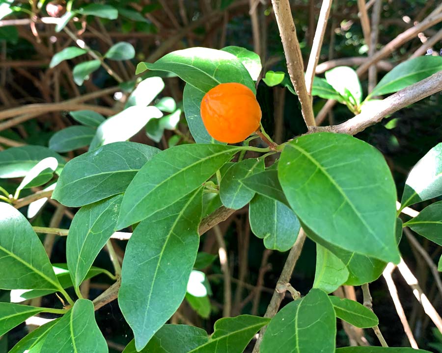 Brunfelsia americana - orange fruit in May