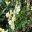 Brunfelsia americana | GardensOnline