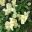 Brunfelsia americana - creamy white flowers of Lady of the Night