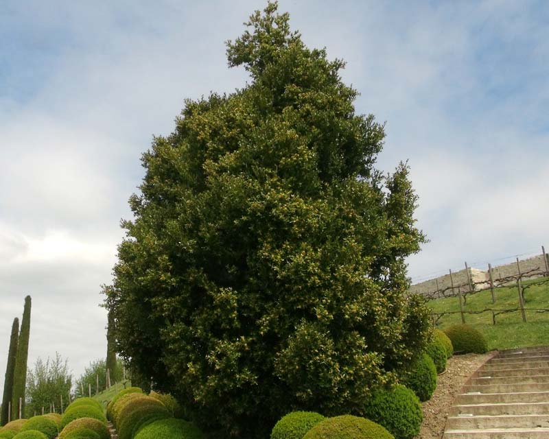 Buxus balearica - in the the gardens at Chateau Ambois