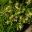 Buxus balearica -  Balearic Boxwood