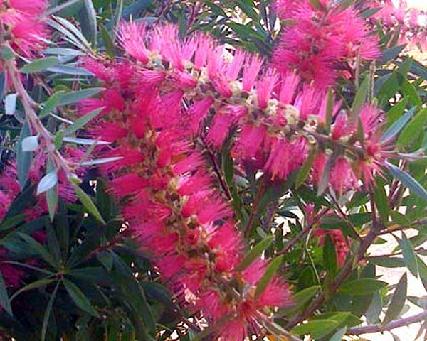 GardensOnline: Callistemon 'Candy Pink'