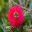 Callistemon citrinus - Crimson Bottlebrush