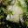 Callistemon citrinus 'White Anzac'