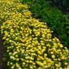 Calendula 'Lemon Zest'. A dense border of pretty bright lemon yellow daisy flowers