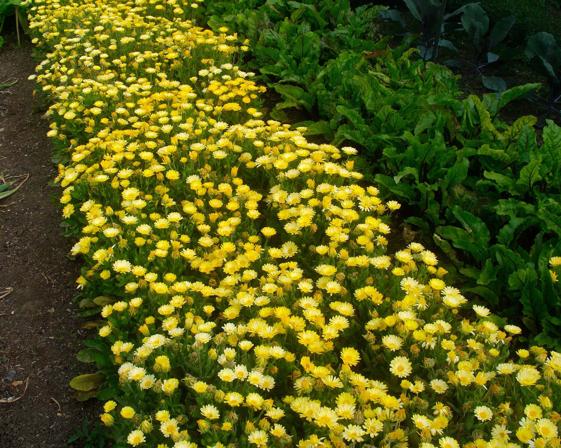 Calendula 'Lemon Zest'. A dense border of pretty bright lemon yellow daisy flowers