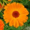 Pot Marigold - Calendula officinalis