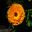 Calendula officinalis. English marigold