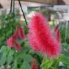 This is Acalypha reptans 