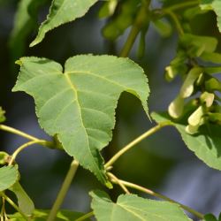 Acer capillipes 