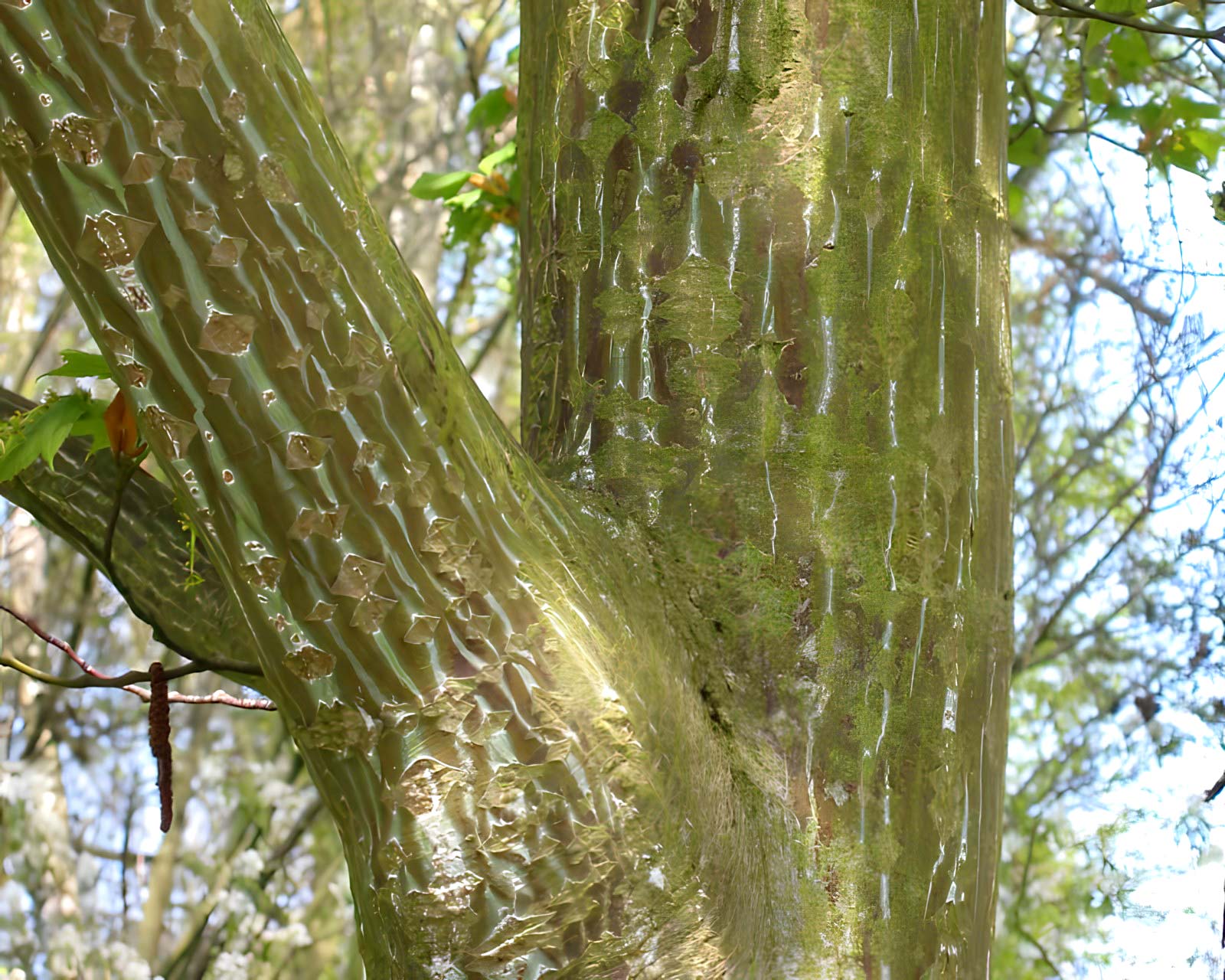 Acer callipes bark - photo Rasbak