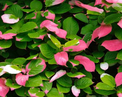 Actinidia kolomikta - pink cream and green leaves