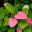Actinidia kolomikta - pink green leaves
