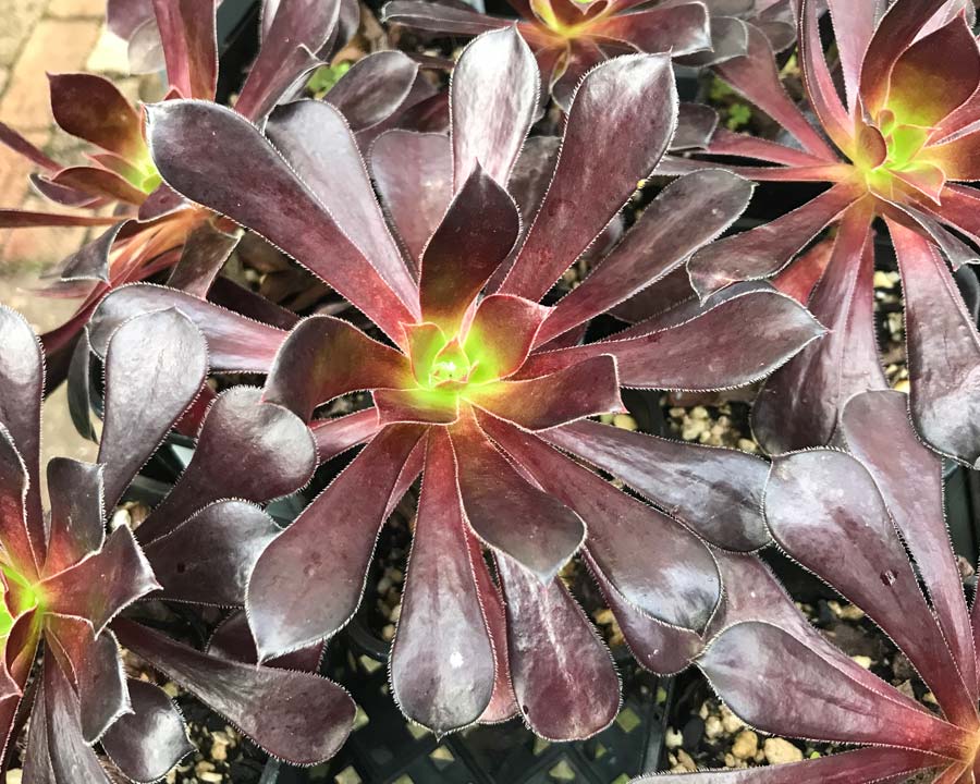 Aeonium arboreum 'Velour' has deep red outer leaves and  lime green inner leaves