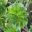 Aeonium arboreum - the Tree Anemone