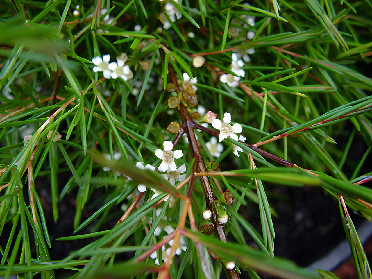 Baeckea linifolia