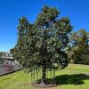 Brachychiton rupestris - Queensland Bottle Tree - the trunks of younger trees do not appear swollen