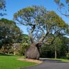 Queensland Bottle Tree - Brachychiton rupestris