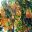 Brugmansia versicolor - looking upwards
